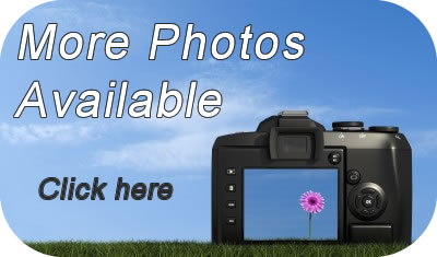 Book Whites Meadow online